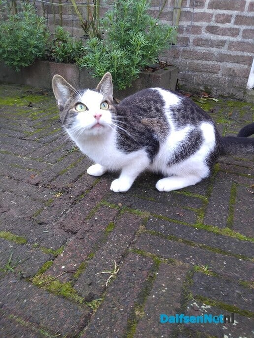 Kat aan komen lopen - Foto: Ingezonden foto