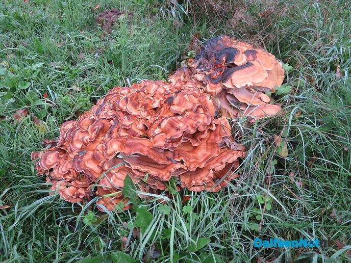 Herfst; de kleuren beginnen te vervagen - Foto: Wim