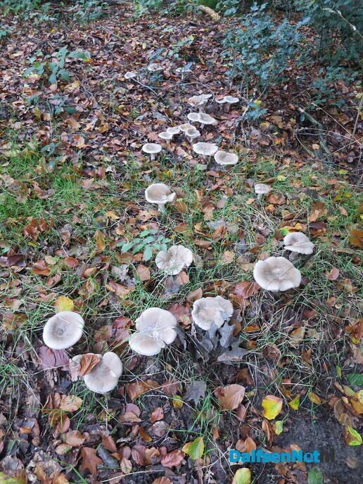Herfst; de kleuren beginnen te vervagen - Foto: Wim