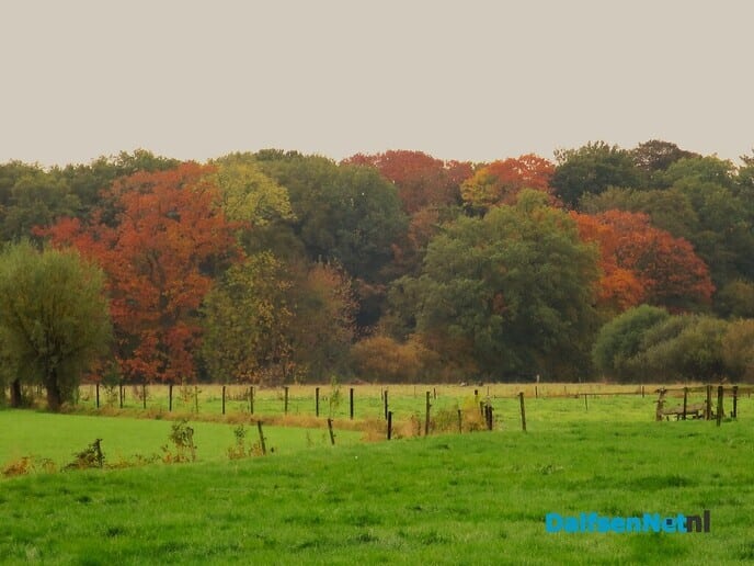 Herfst; de kleuren beginnen te vervagen - Foto: Wim