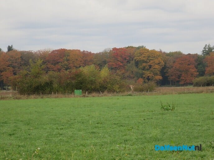 Herfst; de kleuren beginnen te vervagen - Foto: Wim