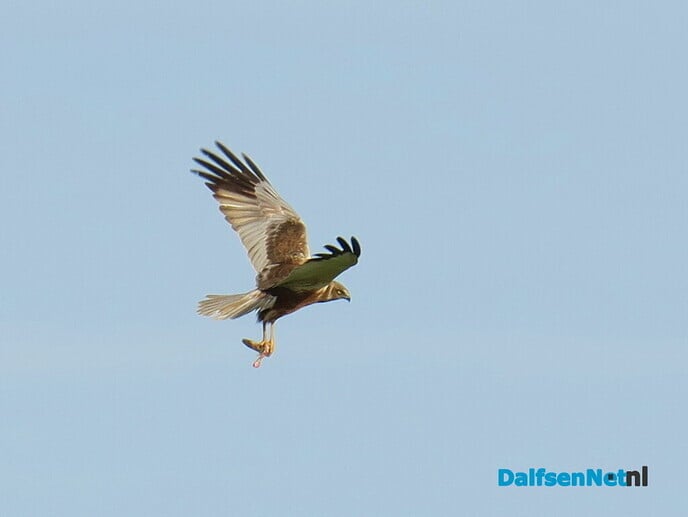 Prooiovergave bruine kiekendief - Foto: Ingezonden foto