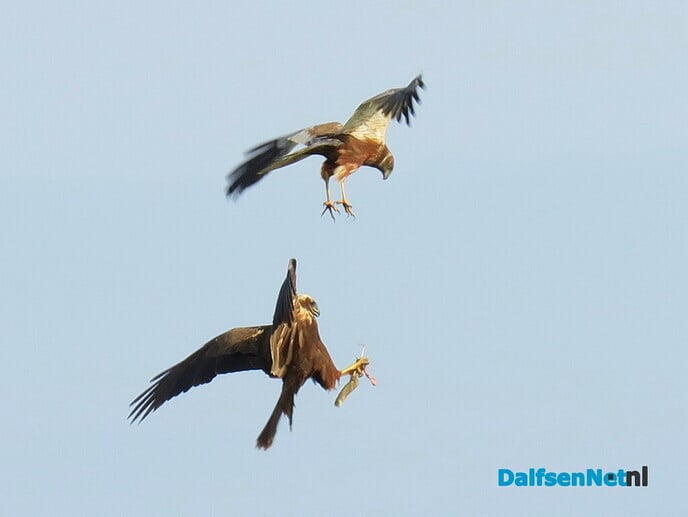 Prooiovergave bruine kiekendief - Foto: Ingezonden foto