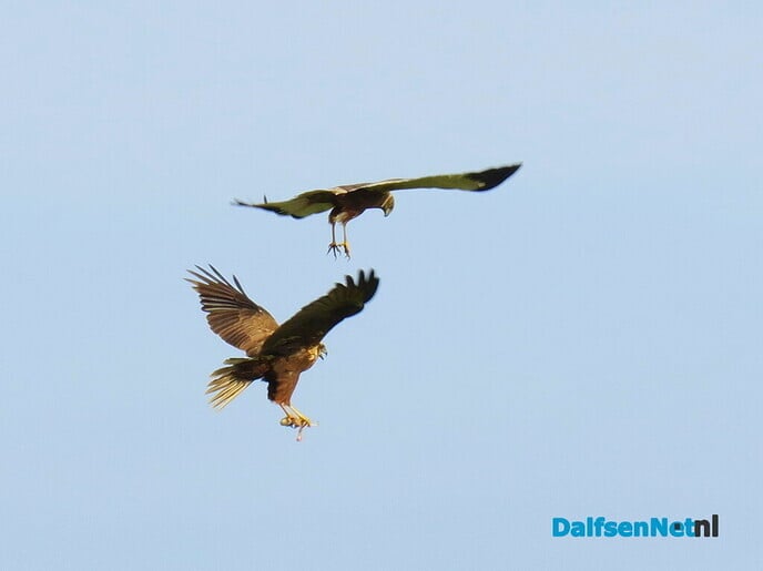 Prooiovergave bruine kiekendief - Foto: Ingezonden foto