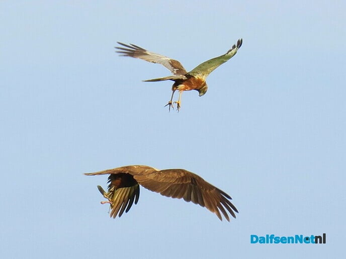 Prooiovergave bruine kiekendief - Foto: Ingezonden foto