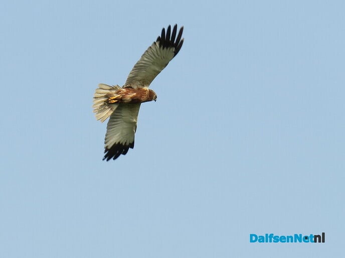 Prooiovergave bruine kiekendief - Foto: Ingezonden foto