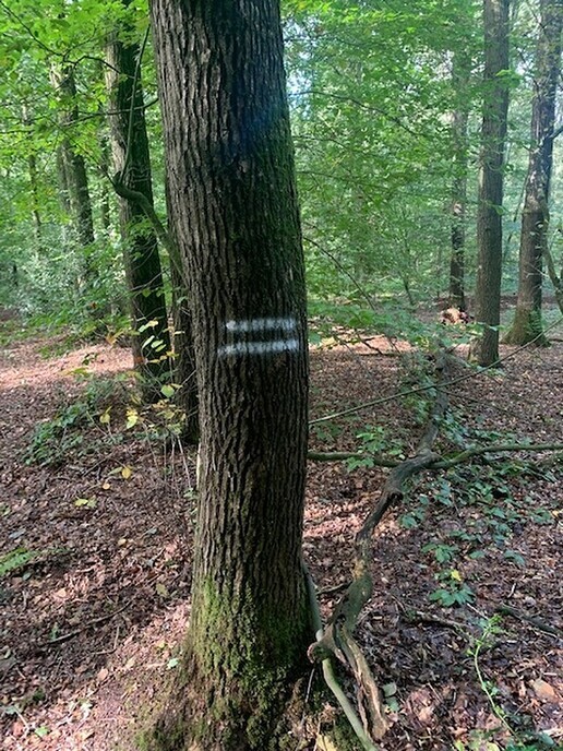 Onderhoud bos op Landgoed Den Berg - Foto: Ingezonden foto