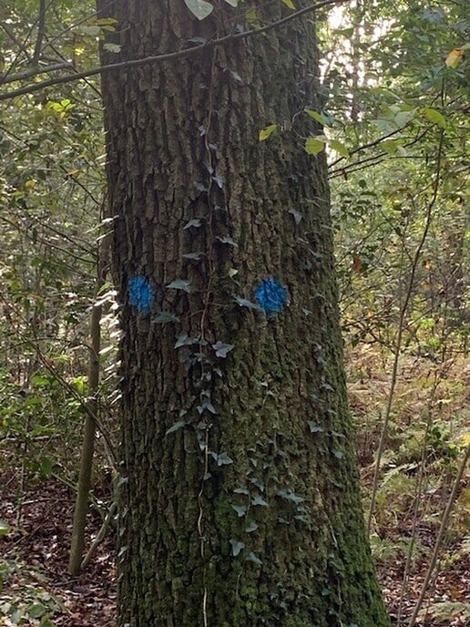 Onderhoud bos op Landgoed Den Berg - Foto: Ingezonden foto