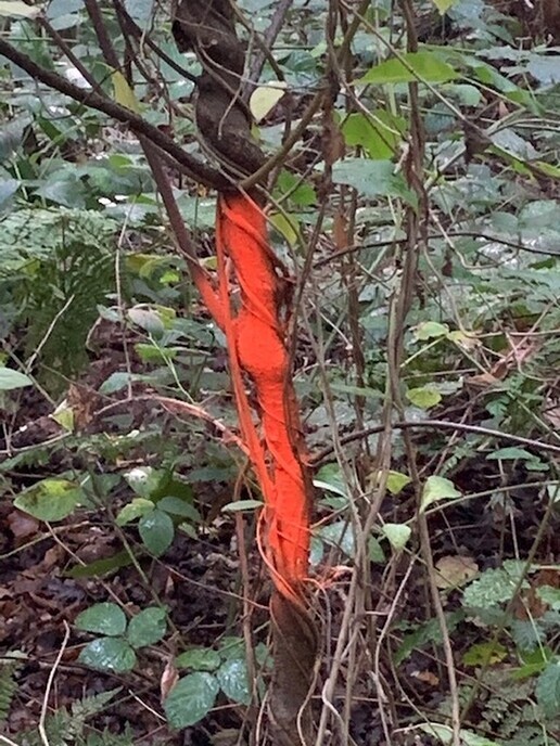 Onderhoud bos op Landgoed Den Berg - Foto: Ingezonden foto