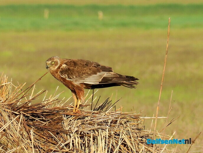 de bruine kiekendief - Foto: Ingezonden foto
