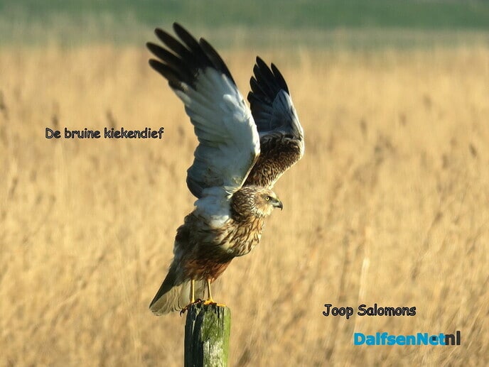 de bruine kiekendief - Foto: Ingezonden foto
