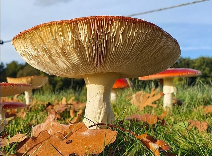 Ingezonden paddenstoel foto - Foto: Ingezonden foto
