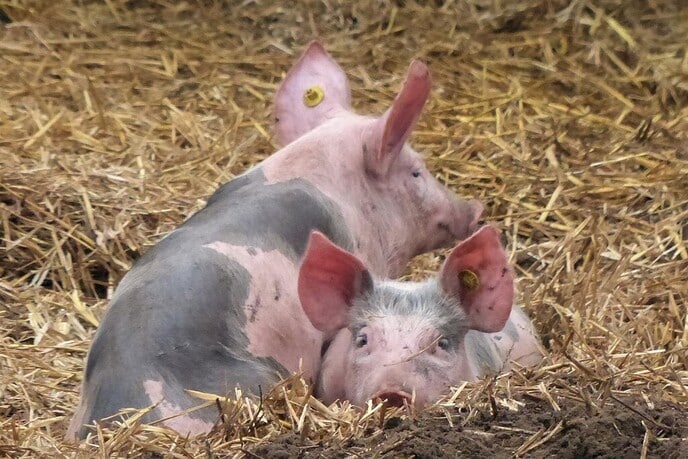 Zakgeld verdienen met eikels rapen: 20 cent per kilo - Foto: Eigen geleverde foto