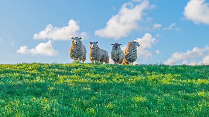 Winterstop voor schapen op dijken - Foto: Ingezonden foto