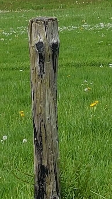 De paal met een gezicht - Foto: Ingezonden foto