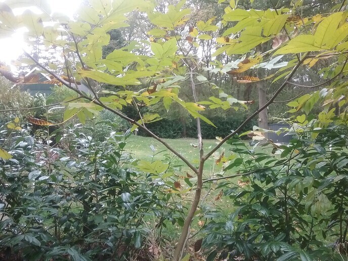 Noten en Walnotenboompjes - Foto: Ingezonden foto