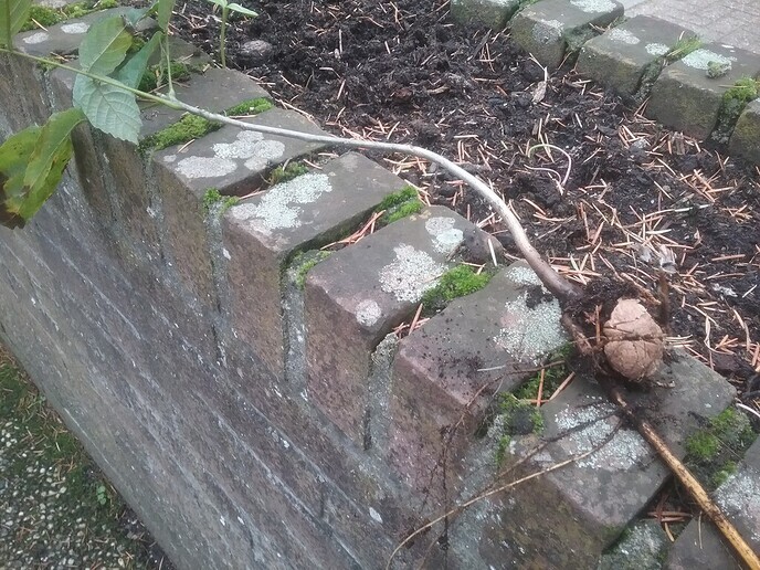 Noten en Walnotenboompjes - Foto: Ingezonden foto