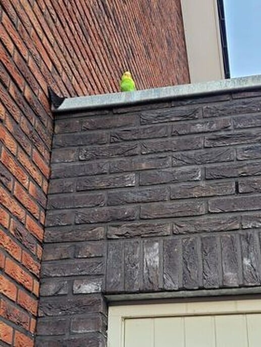 Parkiet gevonden - Foto: Eigen geleverde foto