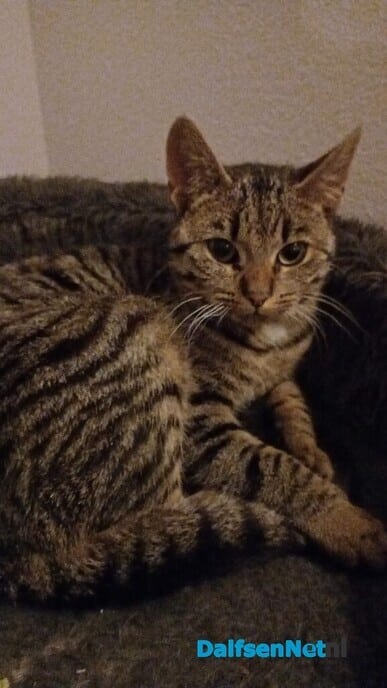 Poes aan komen lopen (2) - Foto: Ingezonden foto