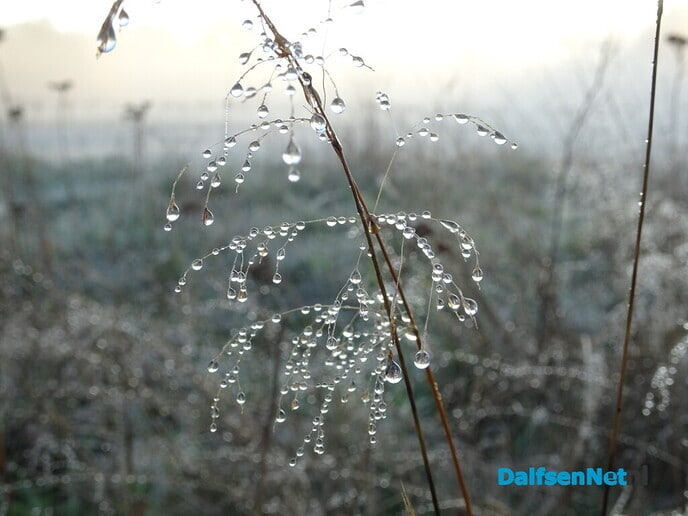 De Vorst doet Dalfsen aan - Foto: Ingezonden foto