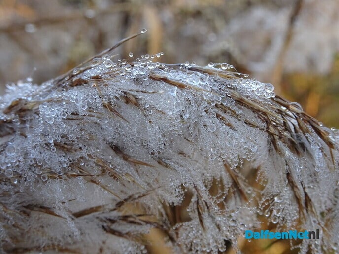 De Vorst doet Dalfsen aan - Foto: Ingezonden foto