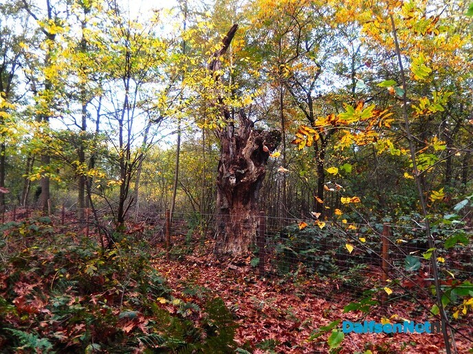 Zomaar even wat herfstkiekjes - Foto: Willy