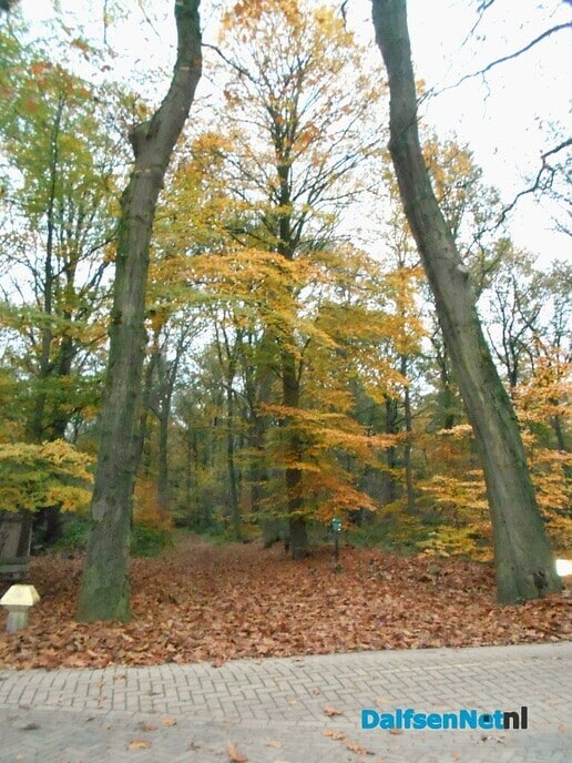 Nu gaat het snel met het vallen van de bladeren