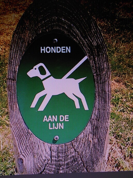 Honden op jacht - Foto: Ingezonden foto