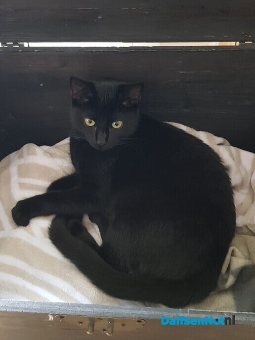 Kat vermist - Foto: Ingezonden foto