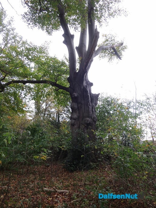 Doorbomen over bomen Bosrandweg en Rietmansweg - Foto: Wim