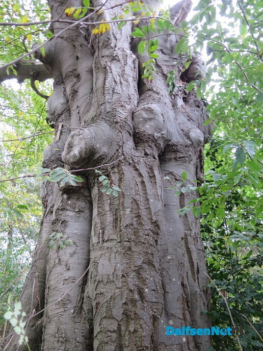 Doorbomen over bomen Bosrandweg en Rietmansweg - Foto: Wim