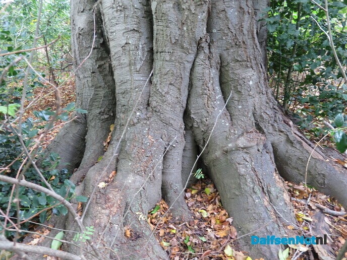 Doorbomen over bomen Bosrandweg en Rietmansweg - Foto: Wim