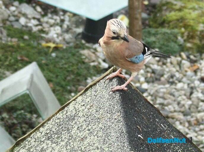 de Vlaamse gaai - Foto: Ingezonden foto