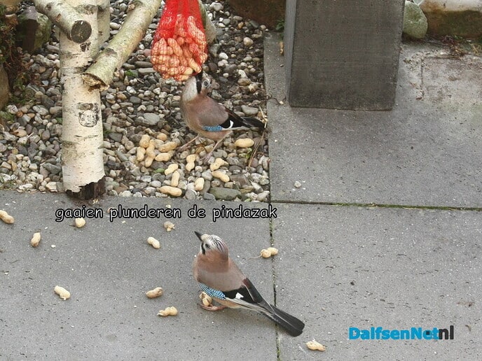 de Vlaamse gaai - Foto: Ingezonden foto