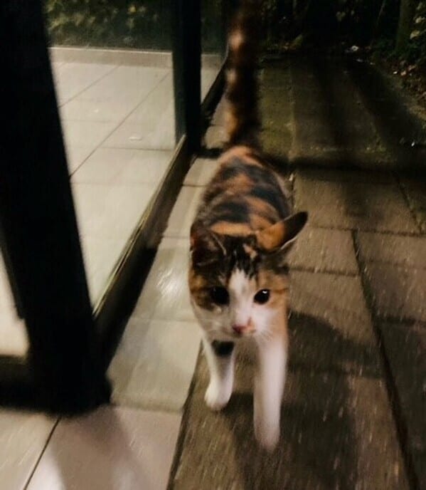 Kat op station - Foto: Ingezonden foto