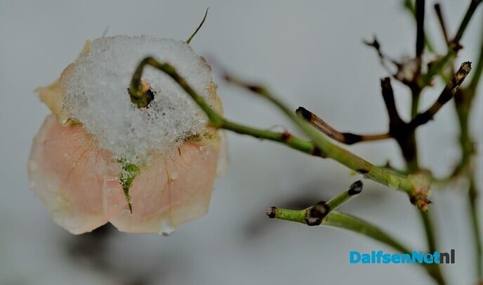 Nog wat winterse kiekjes - Foto: Ben Jonkman