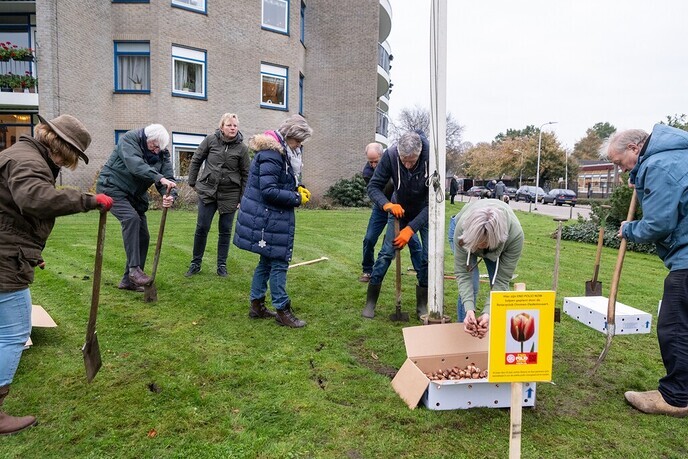 Rotaryclub Ommen Dedemsvaart plant tulpen voor goede doel in het plantsoen van Van Dedem Marke - Foto: Eigen geleverde foto