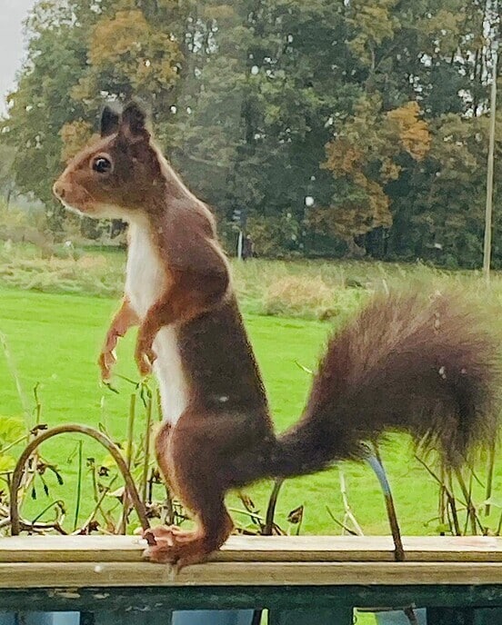 Noten en Walnotenboompjes - Foto: Ingezonden foto