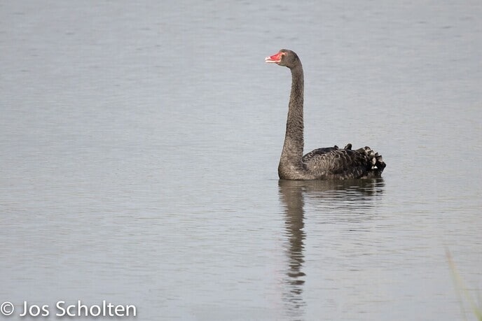 Zwarte Zwaan