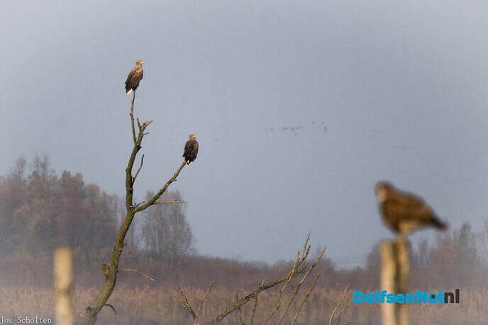 Ganzenarend - Foto: Ingezonden foto