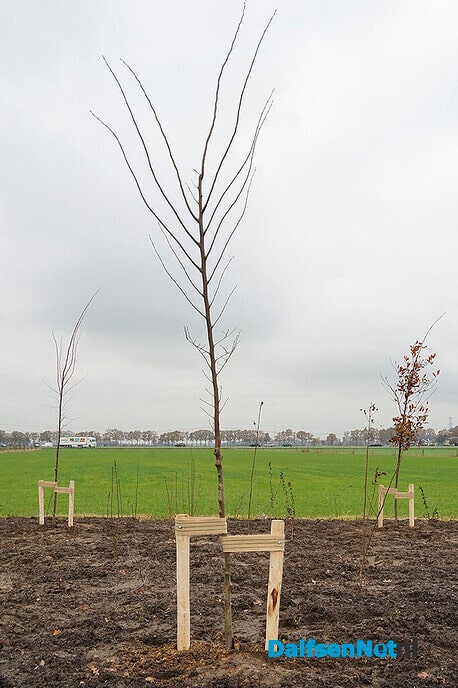 Nieuwe beplanting langs N340 (Hessenweg) - Foto: Paul Scholten