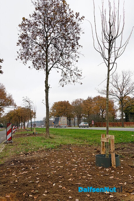 Nieuwe beplanting langs N340 (Hessenweg) - Foto: Paul Scholten
