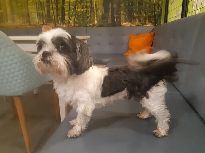 Hondje gevonden en ook weer thuis - Foto: Ingezonden foto