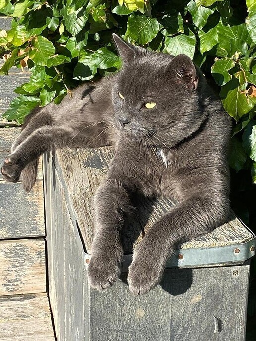 Kater Tippie is zoek