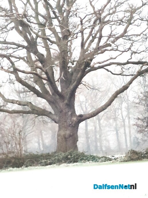 Doorbomen over bomen, vervolg (2) - Foto: Wim
