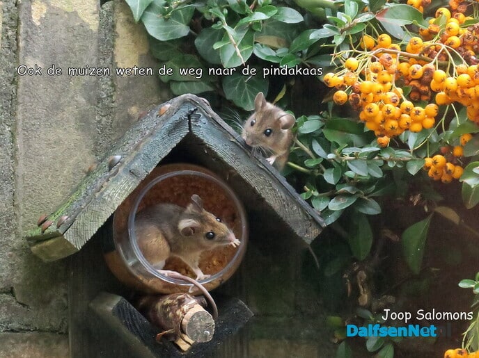 Muizen, je vindt ze nu ook in vogelhuizen - Foto: Ingezonden foto