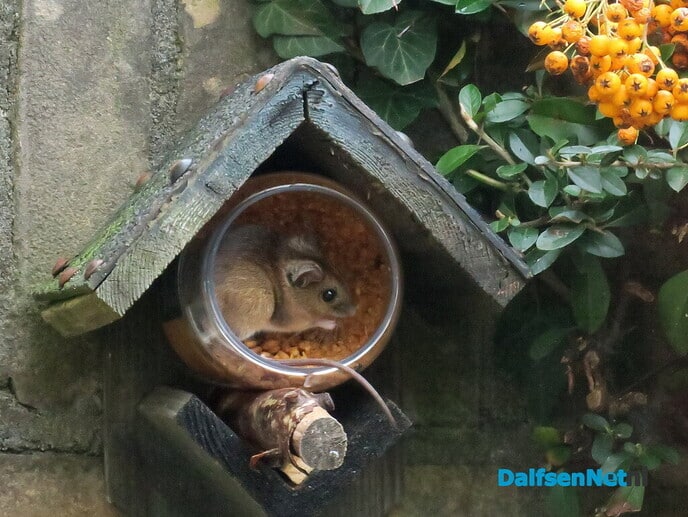 Muizen, je vindt ze nu ook in vogelhuizen - Foto: Ingezonden foto