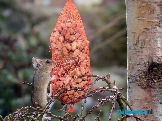 Muizen, je vindt ze nu ook in vogelhuizen - Foto: Ingezonden foto