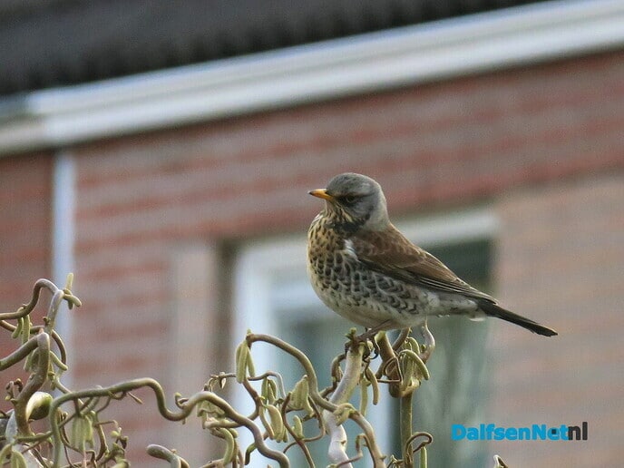 De kramsvogel - Foto: Ingezonden foto