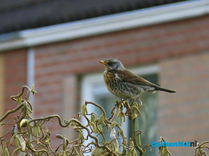 De kramsvogel - Foto: Ingezonden foto